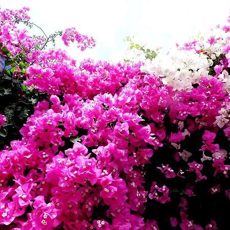 Bougainvillea Suites Kamári エクステリア 写真