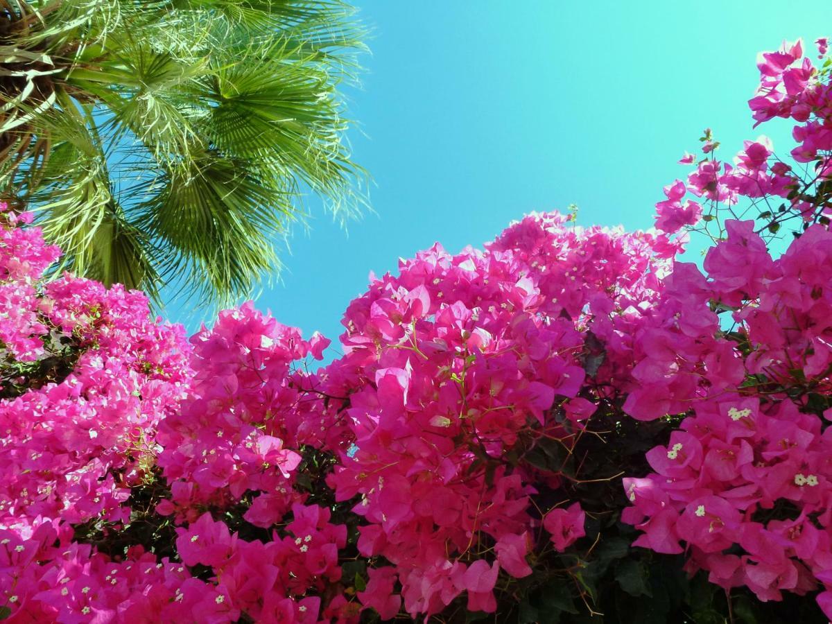 Bougainvillea Suites Kamári エクステリア 写真