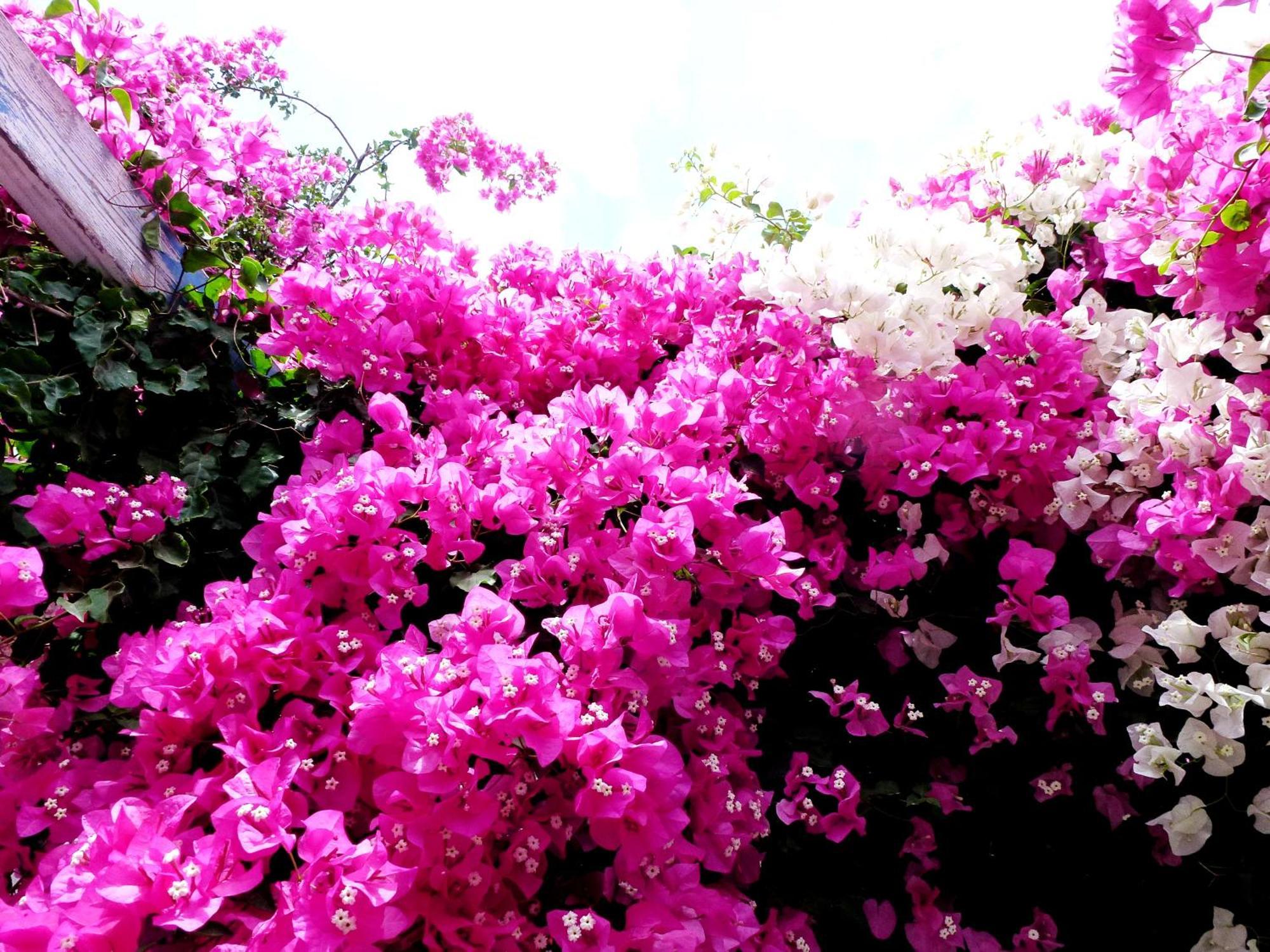 Bougainvillea Suites Kamári エクステリア 写真